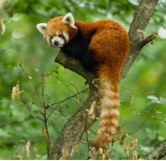 redPanda