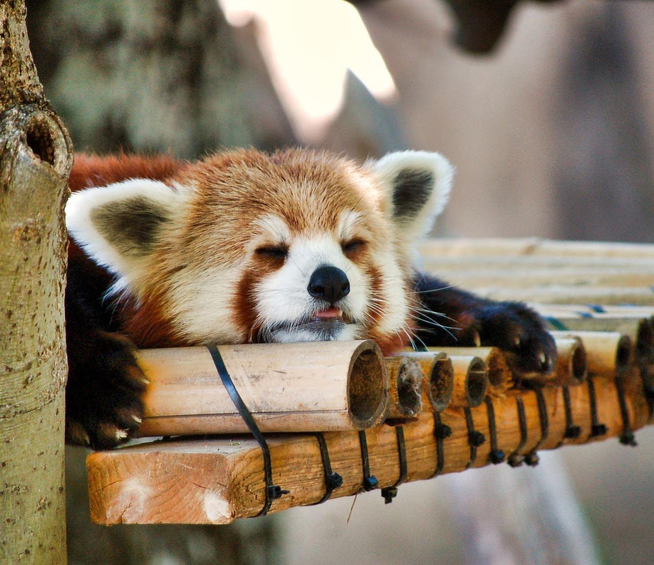redPanda